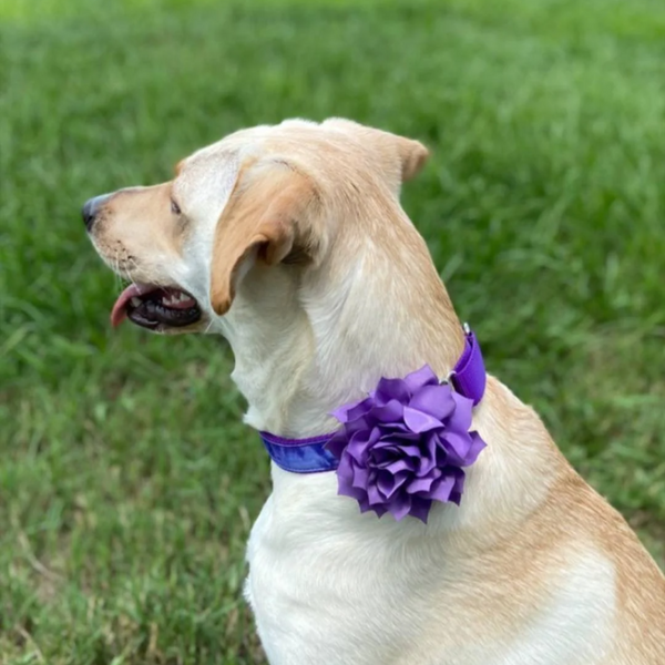 Large Pet Collar Flower for Dogs & Cats Full, Fluffy for Spring Summer Purple