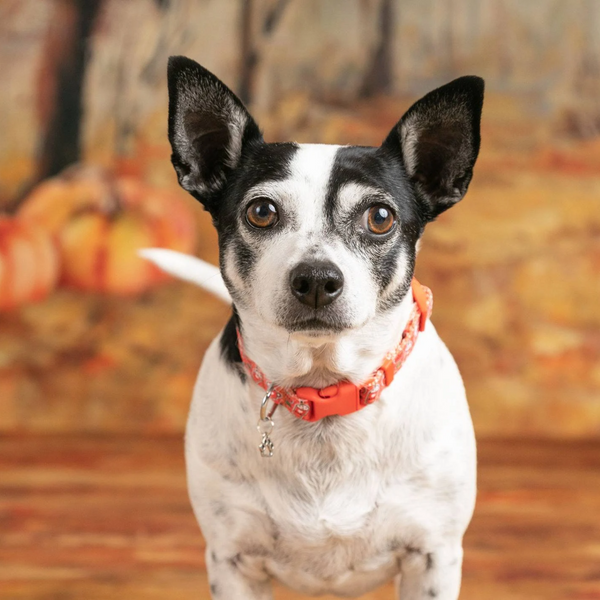 Pumpkin Spice Latte Pet Collar for Dogs & Cats Fall Coffee Halloween Heavy-Duty
