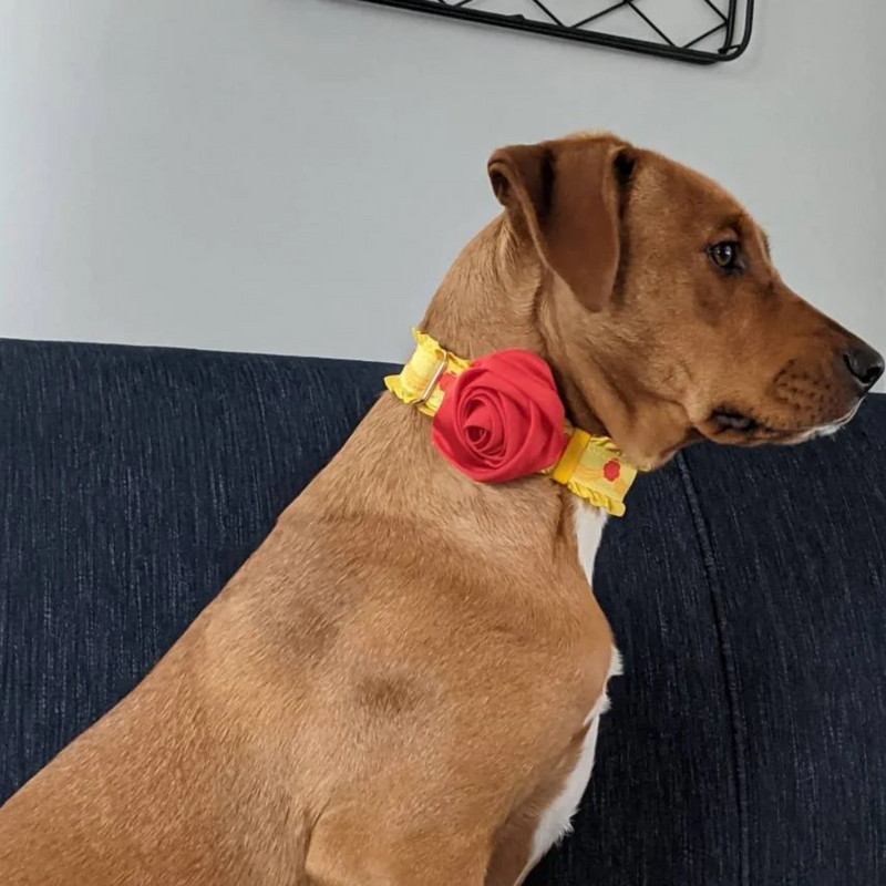 Library Princess Collar for Dogs & Cats Belle Dress Design Heavy-Duty Nylon Rose Custom Name